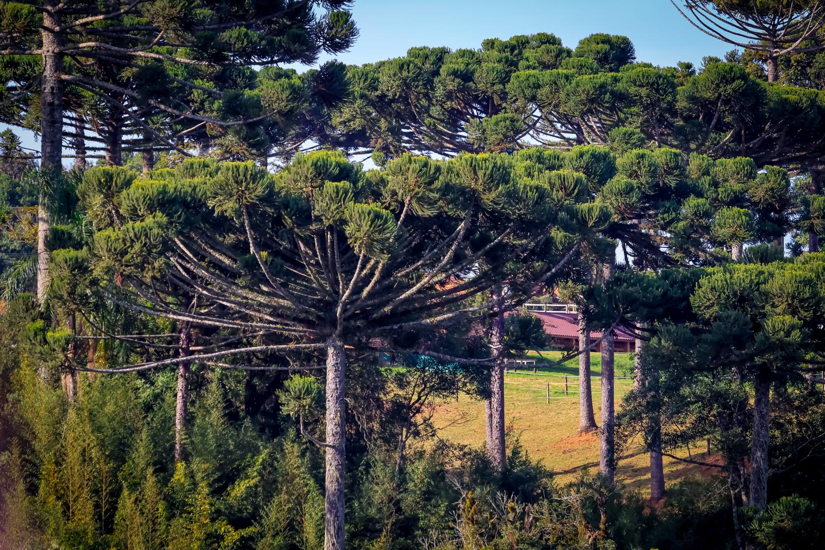 caminhada_da_natureza (73).jpg