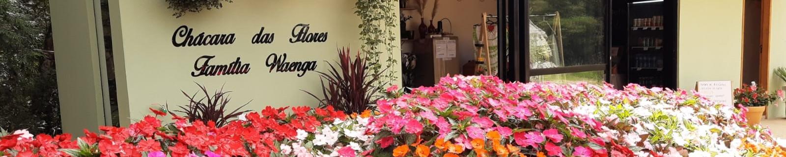 Chácara das Flores Família Waenga.jpeg
