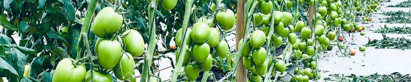 Chácara dos Tomates Santa Bárbara.jpeg
